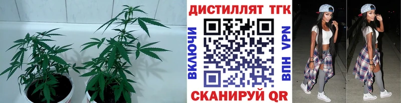 ТГК вейп  Купить закладки  Макаров 