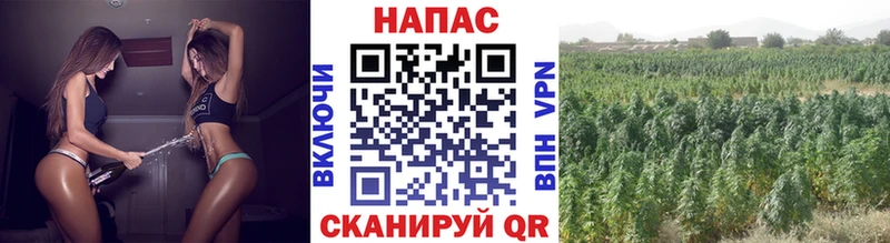 Каннабис гибрид Макаров